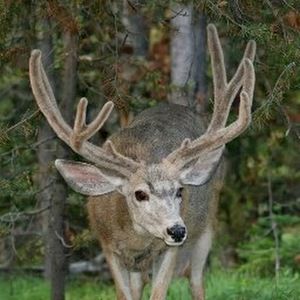 Meet your Posher, Debbie